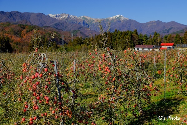 リンゴ畑と谷川連峰１20221125