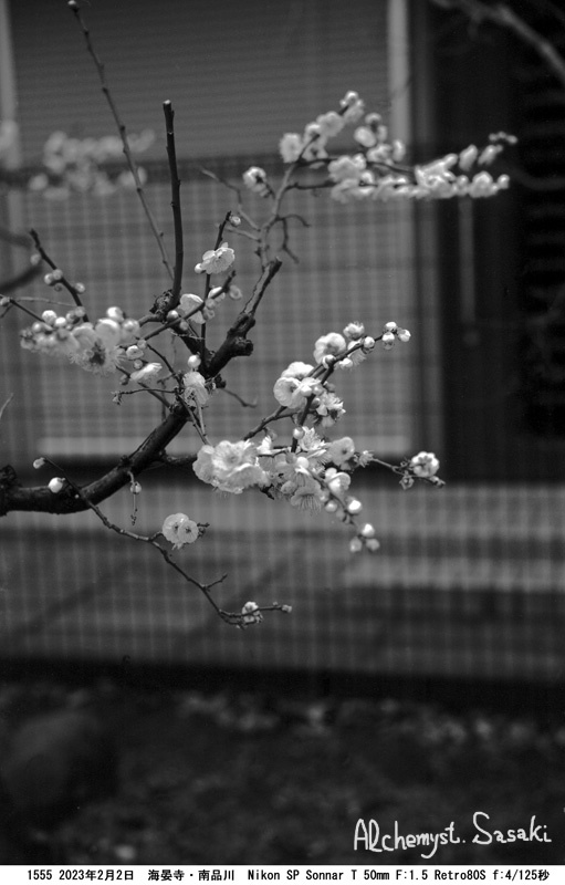 梅と桜1555-3