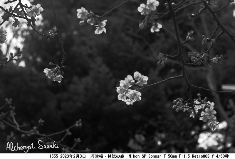 梅と桜1555-13
