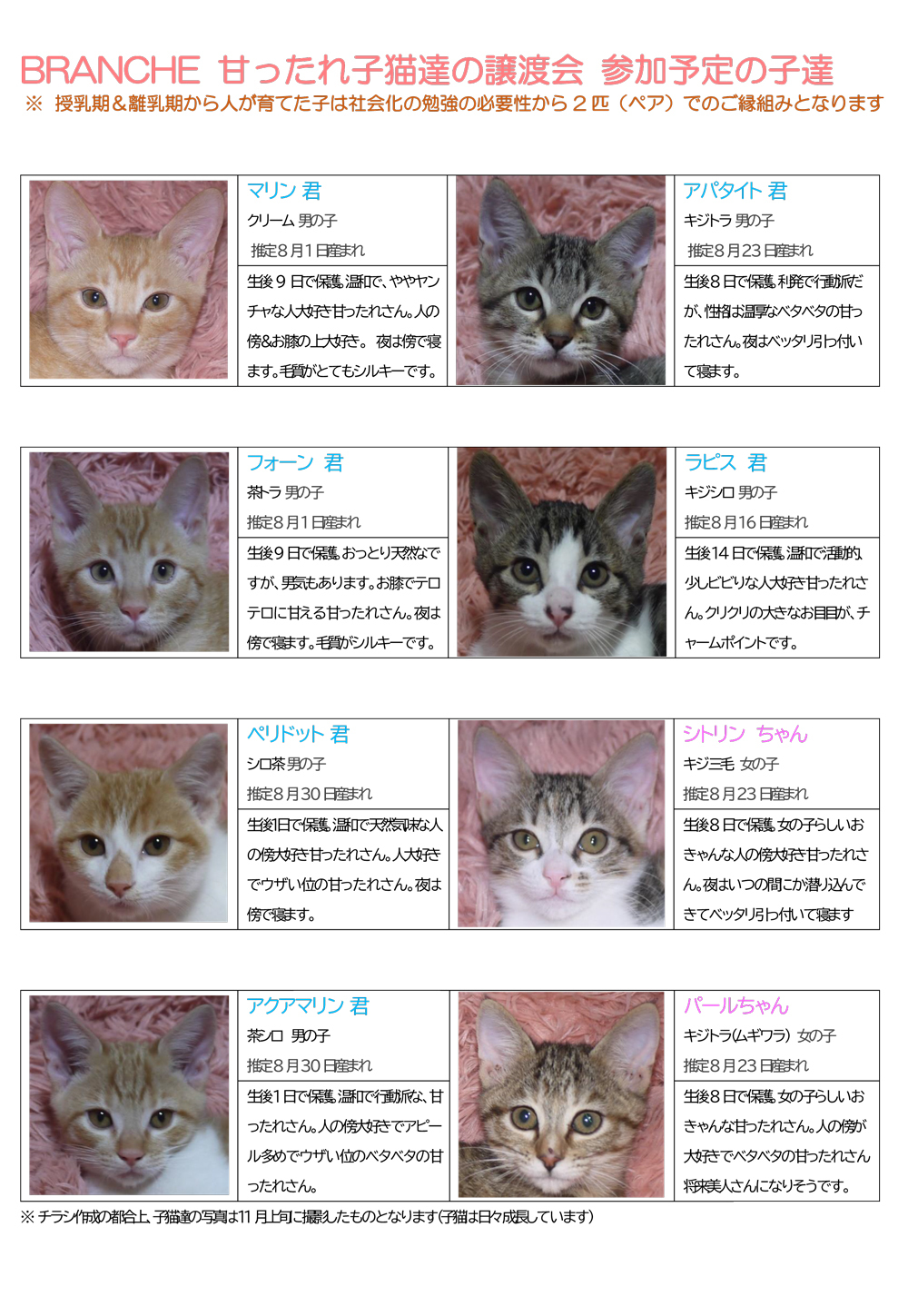 チラシ-子猫紹介2022年12月-1ページ目
