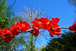 flowering-quince-gbbfde1468_640.jpg