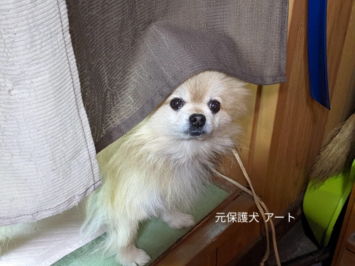 20221108元保護犬（元収容犬）ご飯を催促に来るアート