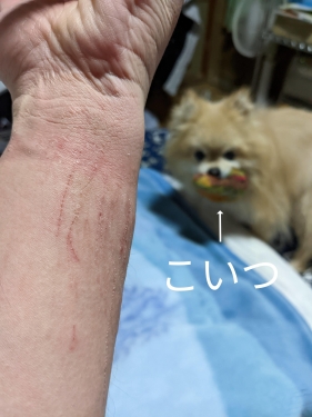 20221125元保護犬（元収容犬）腰を振るアートのせいで傷だらけの腕