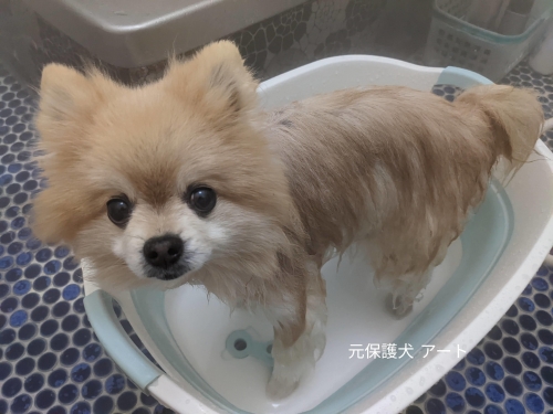 20221205元保護犬（元収容犬）お風呂アート