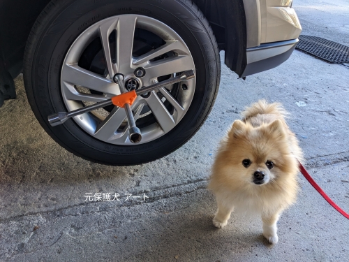 20221209元保護犬（元収容犬）タイヤ交換を手伝わないアート