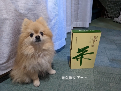 20221212元保護犬（元収容犬）頂いた蕎麦とアート