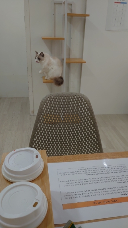 韓国,ソウル,猫カフェ (14)