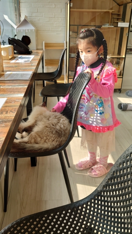 韓国,ソウル,猫カフェ (24)