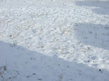 lucky　スマイルのブログ-雪景色