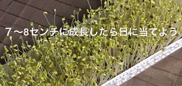 Cultivation_of_broccoli_sprouts_157.jpg