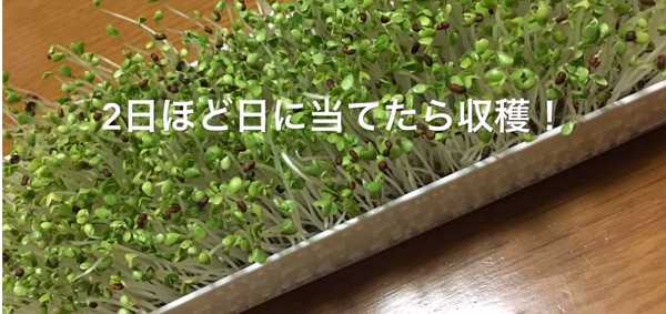 Cultivation_of_broccoli_sprouts_158.jpg