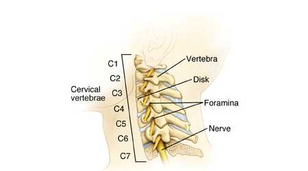cervical_spine_1293.jpg