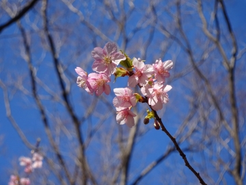 河津桜　（３）