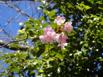 河津桜（２）