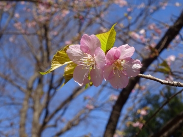 河津桜　（６）