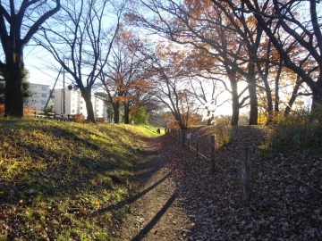 右岸の遊歩道、12月の風景