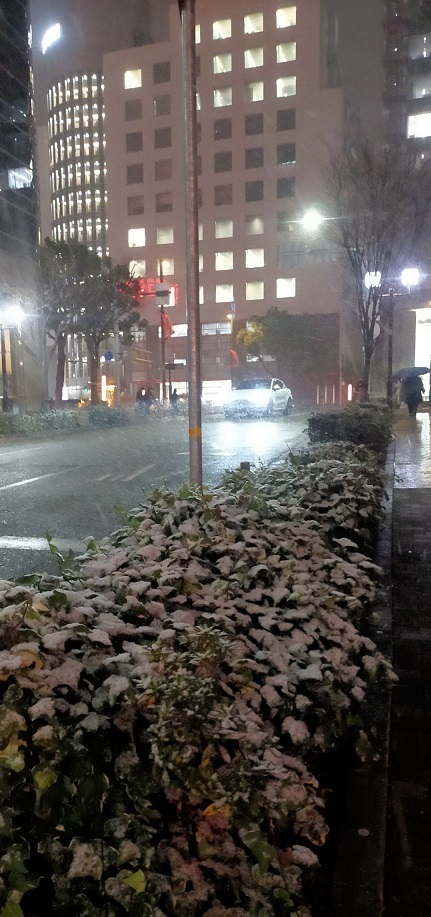 令和５年１月２４日　　三宮　沿道の植え込み　雪 Screenshot_2023-01-24-20-49-11-86