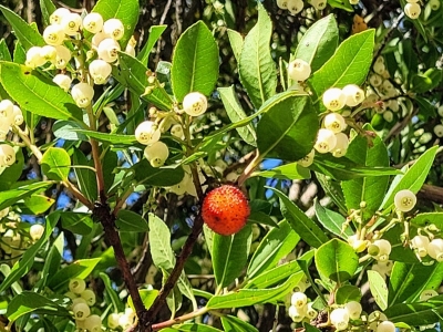 strawberrytreesantiago1022