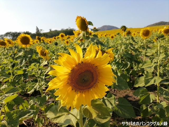 Sunflower field Rai Manee Sorn / ไร่มณีศร ทุ่งทานตะวัน เขาใหญ่