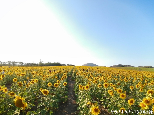 Sunflower field Rai Manee Sorn / ไร่มณีศร ทุ่งทานตะวัน เขาใหญ่