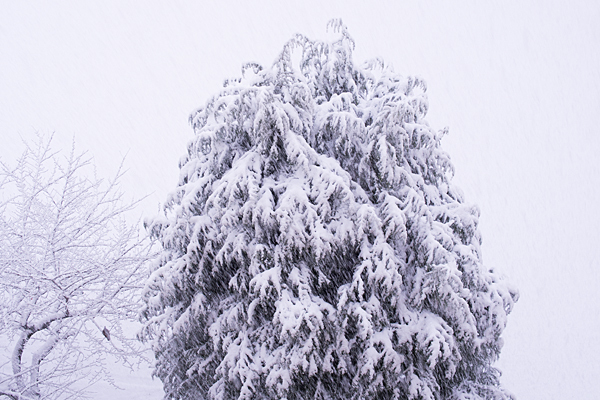 雪と木