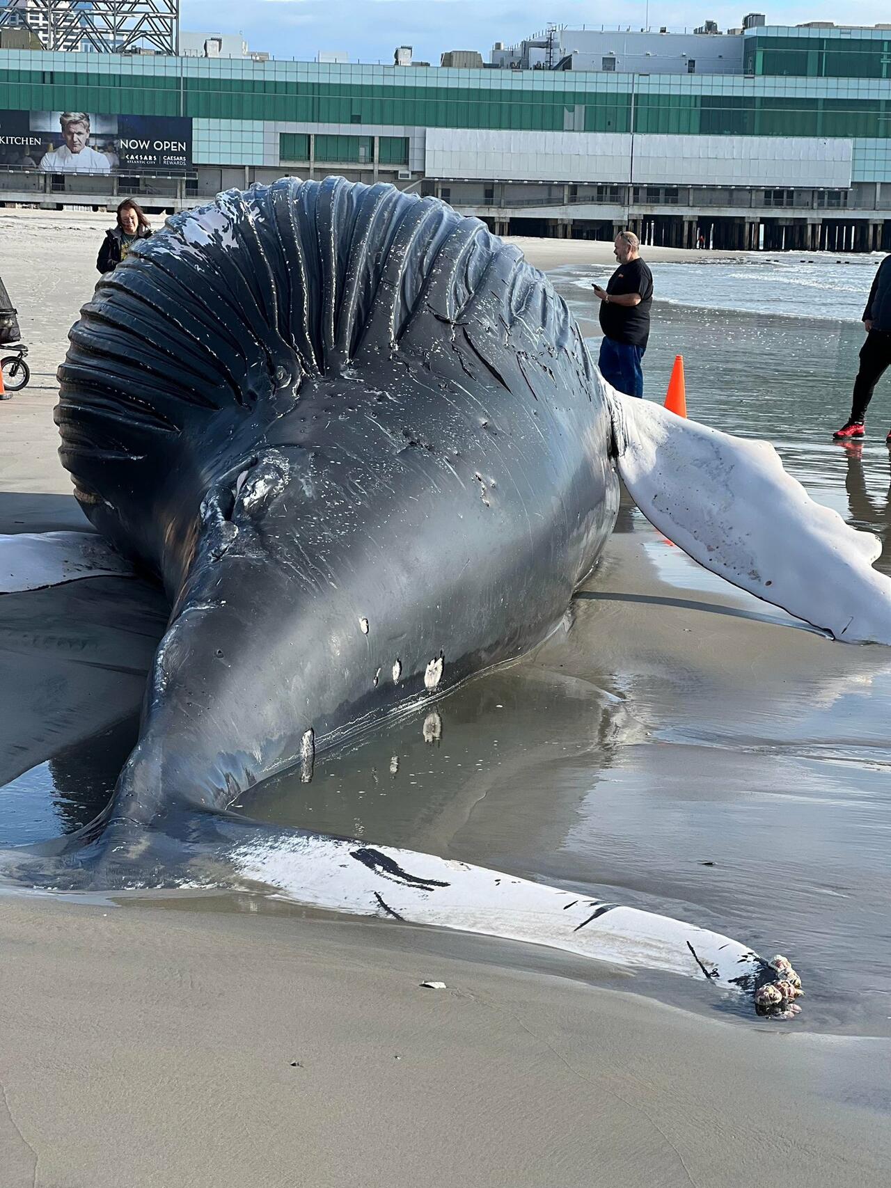 atlantic city dead whale