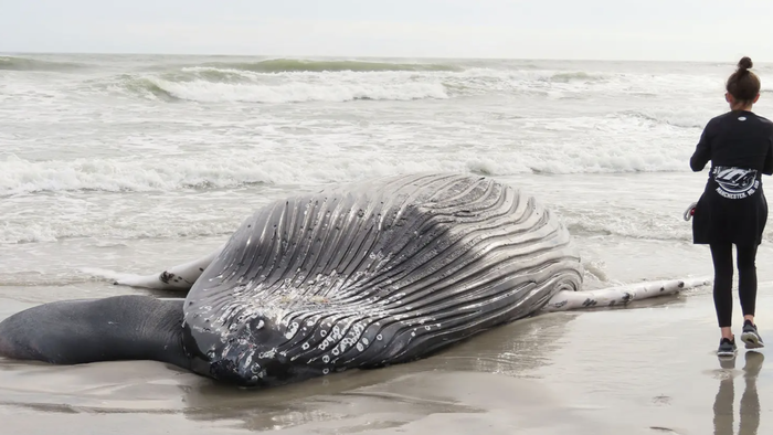 ニュージャージー州、ニューヨーク州の海岸でクジラの死骸が急増したため、風力発電所が注目されている