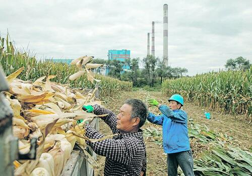 中国ではコメよりトウモロコシの方が多く栽培されている