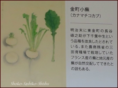 20221219　江戸野菜　5　菊・江戸野菜