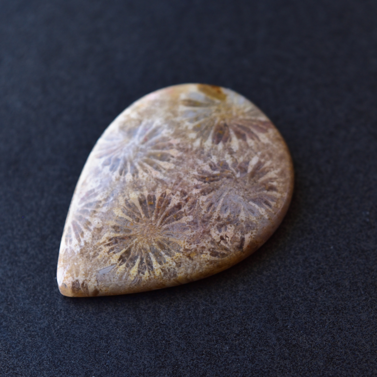 特価‼︎珊瑚の化石・フォッシルコーラル6点セットNo.6