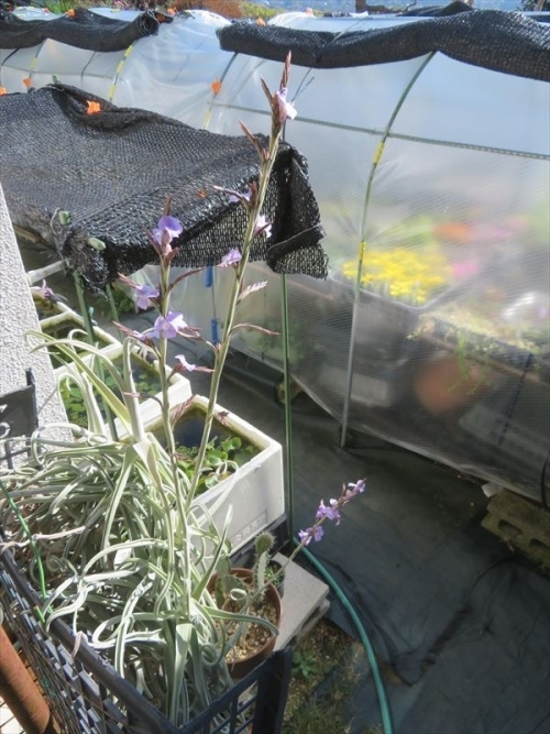 チランジア ドゥラティー　Tillandsia duratii 8月後半に花芽が目立ち始めたまに水やりしていると開花はじめました♪2022.11.13