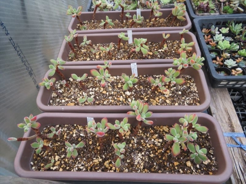 エケベリア 錦晃星も根詰まりチリチリだったので4鉢に分けて植え替えしました。来年の今頃茂っていて欲しいです。2022.11.11