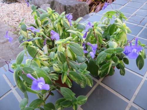ストレプトカーパス斑入り葉 Streptocarpus saxorum variegated 秋咲、追肥の成果紫に近い青花がたくさん咲いてキレイです。♪2022.11.12