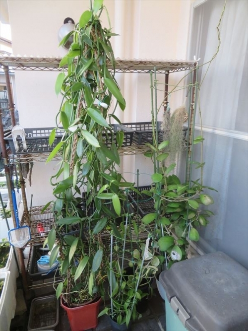バニラ Vanila planifolia 左、ホヤ ケリー　Hoya kerri　ハートホヤ、今年たくさん葉が茂りました。そろそろ室内に取り込みしなくてはと思いますが、まだで～す。2022.11.21