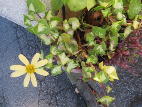 セネシオ マクログロッサス Senecio macroglossus f. variegata 斑入り葉♪日当たる屋外ハンギングポットで今頃まだ開花しています♪蔓性、黄色いマーガレット花が可愛い♪2022.11.25