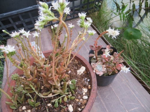 セダム カドゥカム　Sedum caducum 白い花がたくさん開花しています。赤茶色に紅葉中♪2022.1127