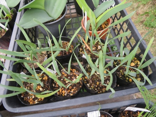 キルタンサス オブリクス Cyrtanthus obliquus 22021.08.09実生苗 自家採取種子実生苗、左側苗、1年4ヶ月経過姿、今年９cmポットに植え替え葉がだいぶ伸びています。2022.12.02