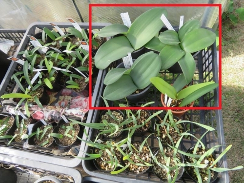 ハエマンサス コッキネウス♀ Haemanthus coccineus、2019年秋開花時にできた自家採取種子、実生苗（2020年２月発芽確認後、鉢上げした苗）今年10月に新葉が生え始めこんなに大きな葉が育っています。2022.12.04