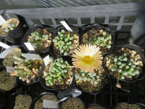 フェネストラリア ロパロフィラ　Fenestraria ropalophylla Baby Toes 生き残りが開花はじめました♪。元肥を入れて植え替えしたいです。2022.12.15
