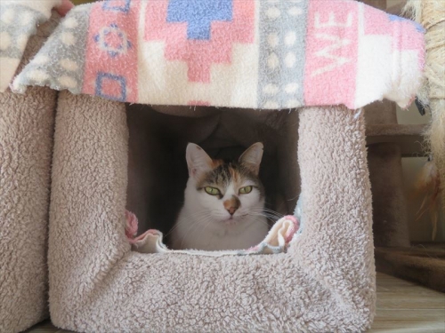 我が家の愛猫♪三毛富士子ちゃ～ん♪段ボール箱に毛布縫って2重に被せました。この中で寝てオクレ～2022.12.20