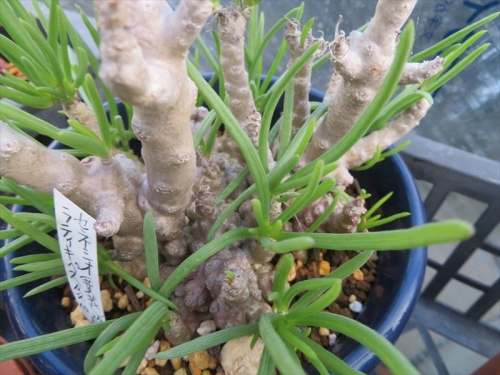 セネシオ ラティキペス　Senecia laticipes　南アフリカ 西ケープ州原産、冬型塊茎多肉、コーデックス 青鉢の塊根元、下からこぶ状塊根が大きく育ちます。10月に株分けした苗もシゲシゲに回復してきました。2022.12.