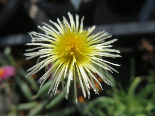 フィロボルス テヌイフロルス　Phyｌlobolus tenuiflorus 黄色花　2022.12.28