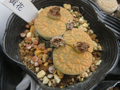 リトープス Lithops ホムセン入手（2015～17）の生き残り、毎年ですが、勝手にこぼれ種発芽してそれなりに育っています(￣▽￣)。。2022.12.31