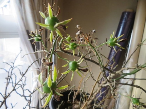 ペレスキア 美葉杢キリン　Pereskia aculata Godseffiana variegata　昨年9月末に初開花していました♪クリーム花、花芯黄色、強甘芳香花。寒さに美葉は落葉してしまいましたが実種子ができています＼(^o^)／2023.01.