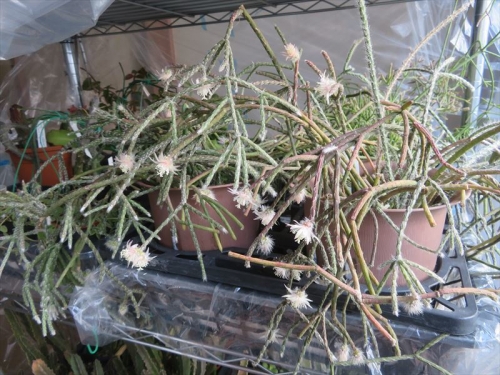 リプサリス ピロカルパ モンキーテール Rhipsalis pilocarpa 今年も室内で開花しています♪2023.01.03