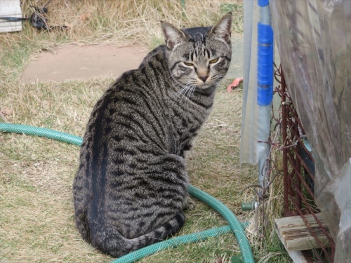 近所の野良キジトラちゃん、同じような野良猫がチョロチョロ中庭で遊んでいます。2023.01.08
