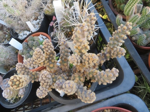 テフロカクタス モリネンシス　Tephrocactus molinensis アルゼンチン原産　高地性で寒さに強く高温多湿に弱いようです。結構な寒さに当たらないと花芽ができないとか。2023.01.10
