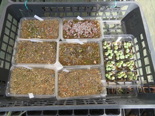 リトープス自家採取種子実生苗（赤茶、緑タイプ）2020.09.21　一度も移植せず生育不良を植え替えしました。コノフィツム 花園(オレンジ花)挿し木苗4頭づつ植え替えしました。2023.01.13