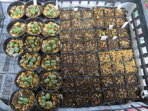 リトープス自家採取種子実生苗（赤茶、緑タイプ）2020.09.21　一度も移植せず生育不良を植え替えしました。コノフィツム 花園(オレンジ花)挿し木苗4頭づつ植え替えしました。2023.01.13