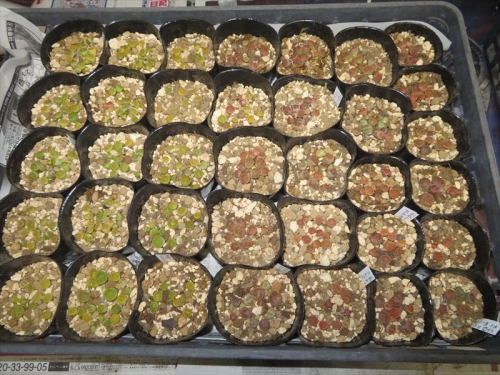リトープス自家採取種子実生苗（赤茶、緑タイプ）2020.09.21セルポット移植2021.08.11、もう限界なので植え替えしました。2023.01.13